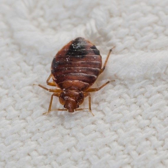 Bed Bugs, Pest Control in New Malden, KT3. Call Now! 020 8166 9746