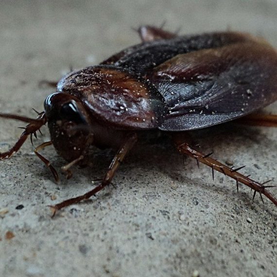Cockroaches, Pest Control in New Malden, KT3. Call Now! 020 8166 9746