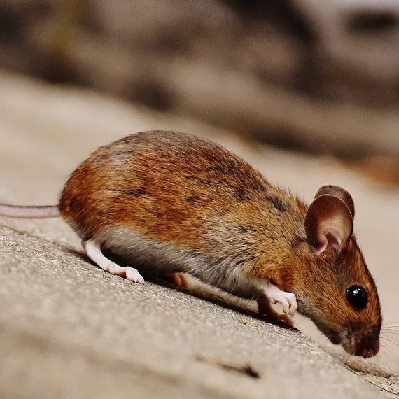 Mice, Pest Control in New Malden, KT3. Call Now! 020 8166 9746
