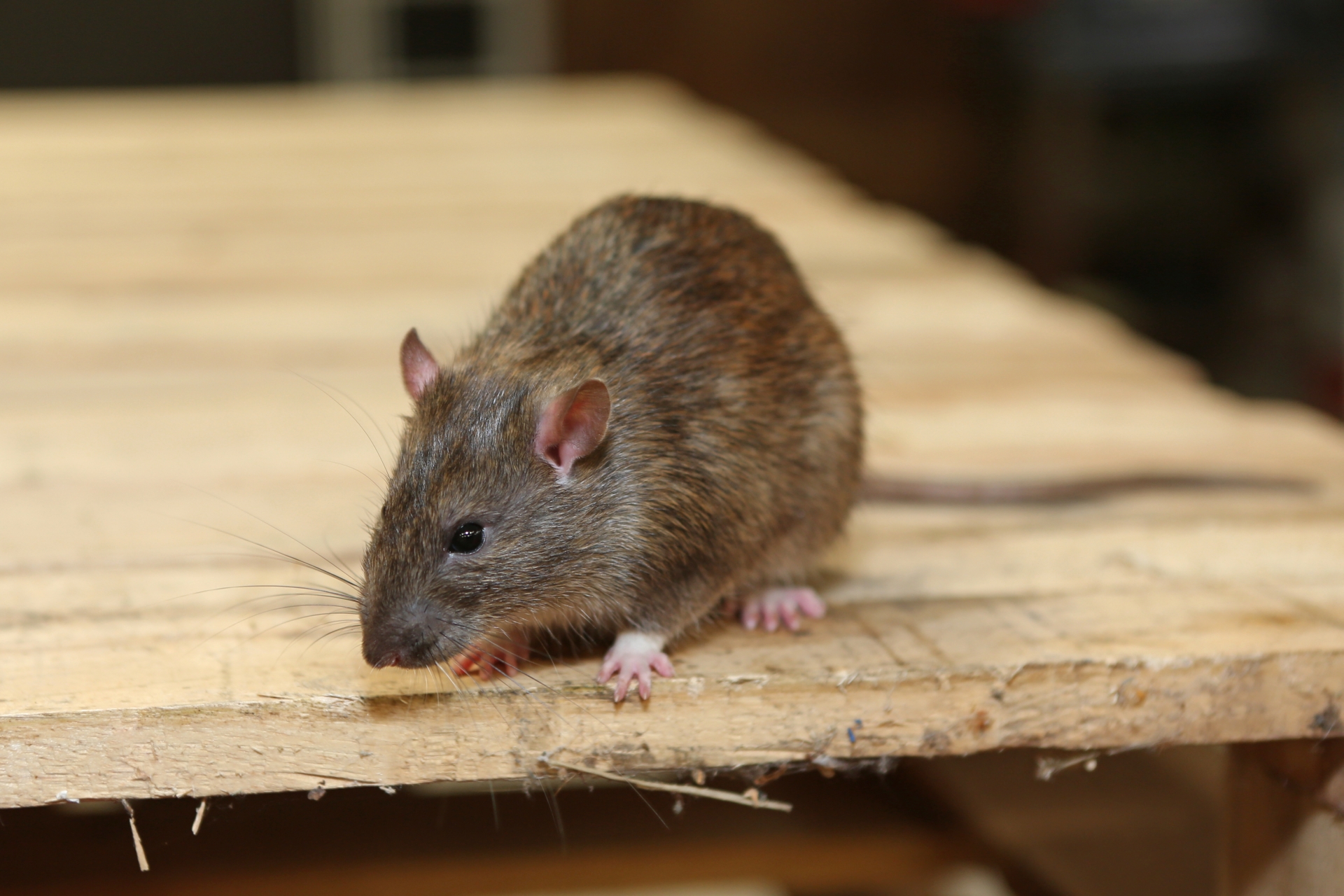 Rat Infestation, Pest Control in New Malden, KT3. Call Now 020 8166 9746
