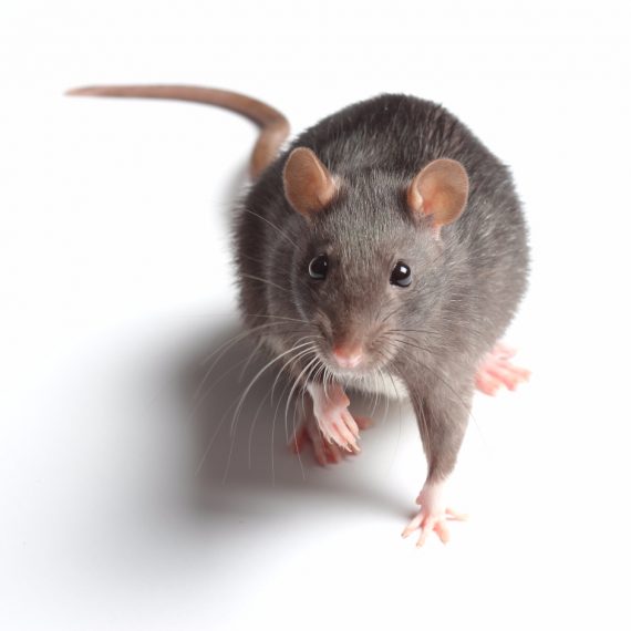 Rats, Pest Control in New Malden, KT3. Call Now! 020 8166 9746