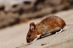 Mouse extermination, Pest Control in New Malden, KT3. Call Now 020 8166 9746