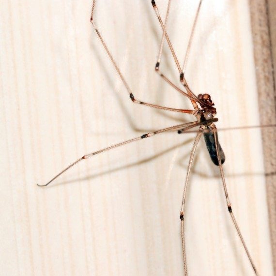 Spiders, Pest Control in New Malden, KT3. Call Now! 020 8166 9746