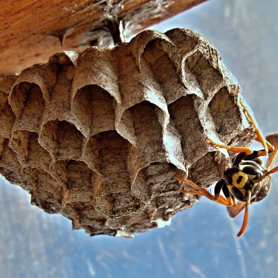Wasps Nest, Pest Control in New Malden, KT3. Call Now! 020 8166 9746