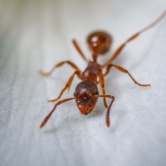Field Ants, Pest Control in New Malden, KT3. Call Now! 020 8166 9746