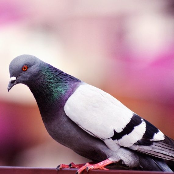 Birds, Pest Control in New Malden, KT3. Call Now! 020 8166 9746