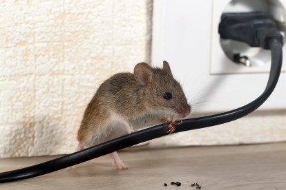 Pest Control in New Malden, KT3. Call Now! 020 8166 9746