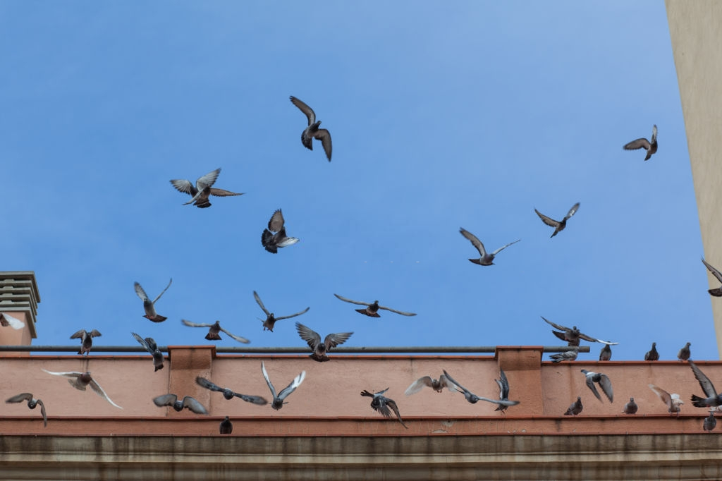 Pigeon Pest, Pest Control in New Malden, KT3. Call Now 020 8166 9746