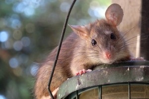 Rat Control, Pest Control in New Malden, KT3. Call Now 020 8166 9746