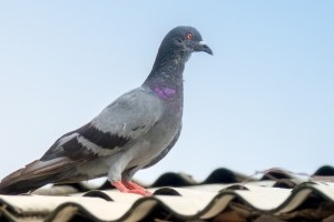 Pigeon Control, Pest Control in New Malden, KT3. Call Now 020 8166 9746