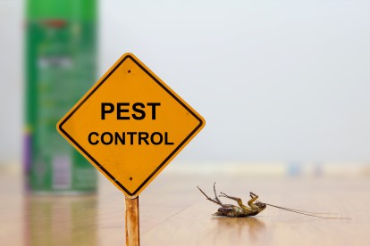 Pest Contol in New Malden, KT3. Call Now 020 8166 9746
